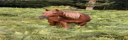  medryttarhäst finnes: Medryttare sökes Hindås / Bollebygd - Annons 2