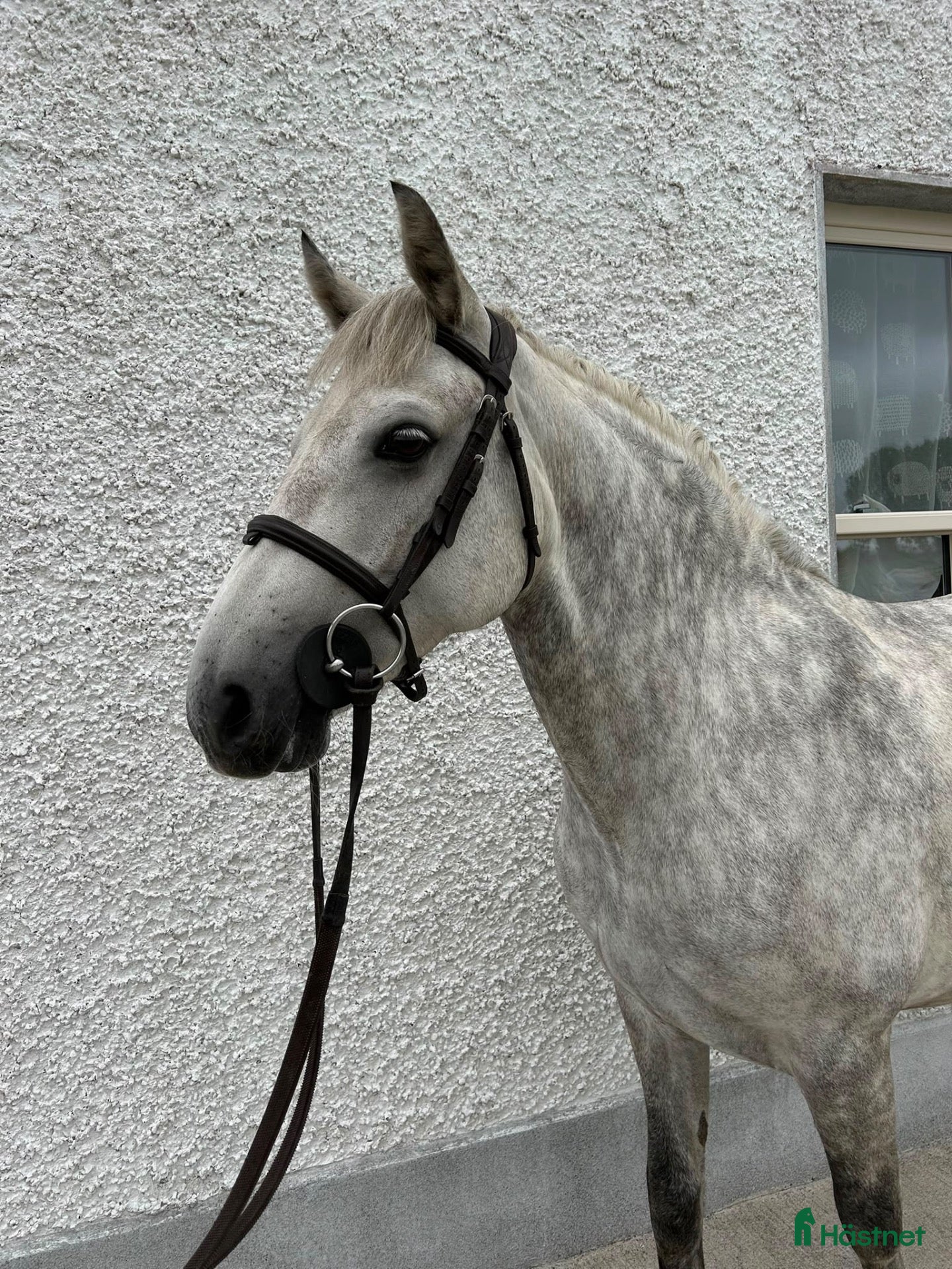  hästar Jumping Pony  - Annons 1