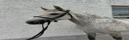 Hoppning hästar till salu: Jumping Pony  - Annons 1