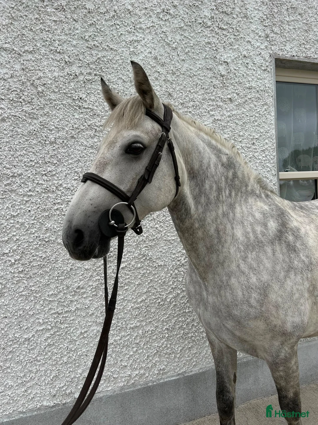 Hoppning hästar till salu: Jumping Pony  - Annons 1