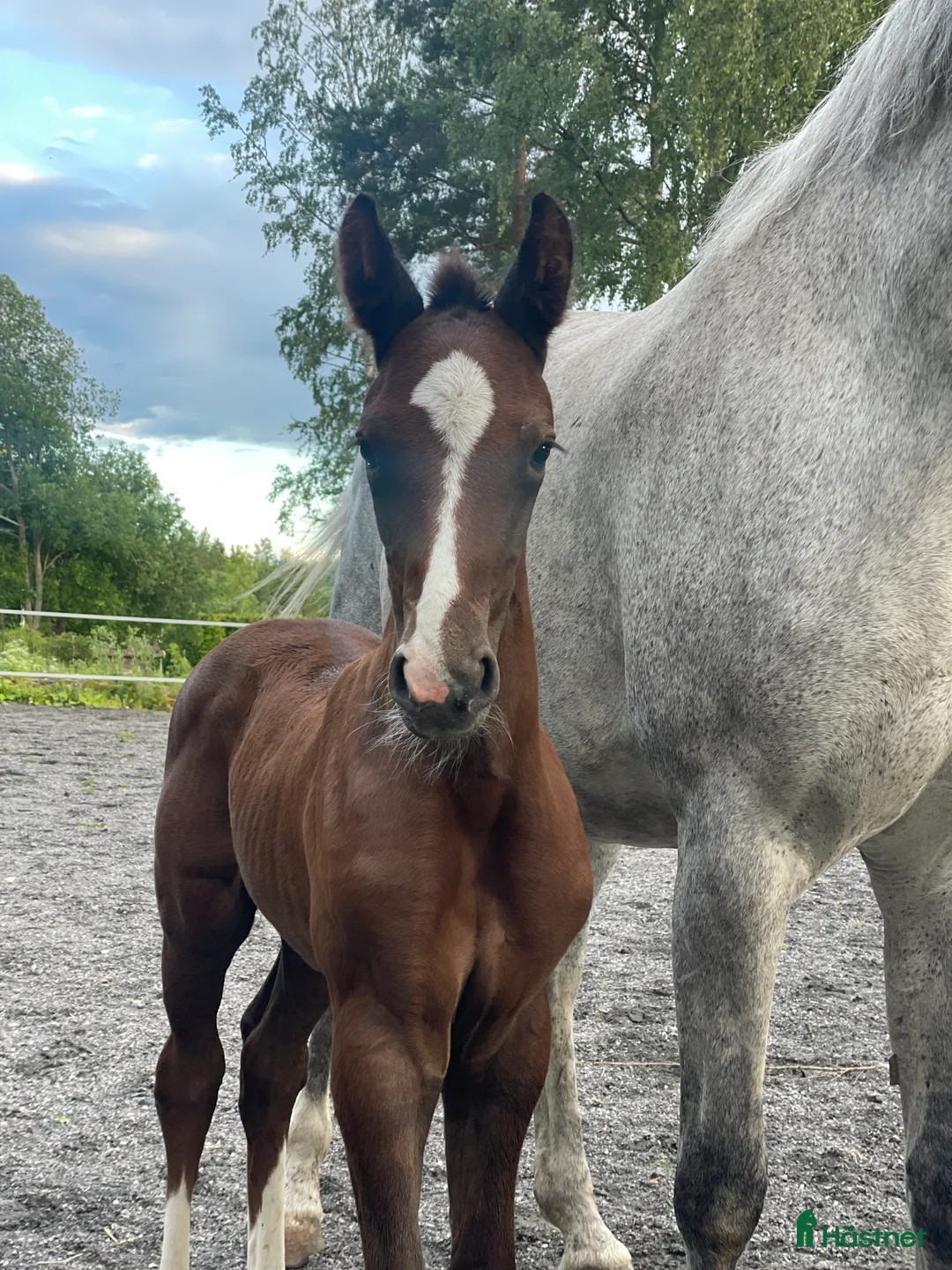 Hoppning hästar till salu: Sto -25 e. Special One - Cartier 🌟 - Annons 7