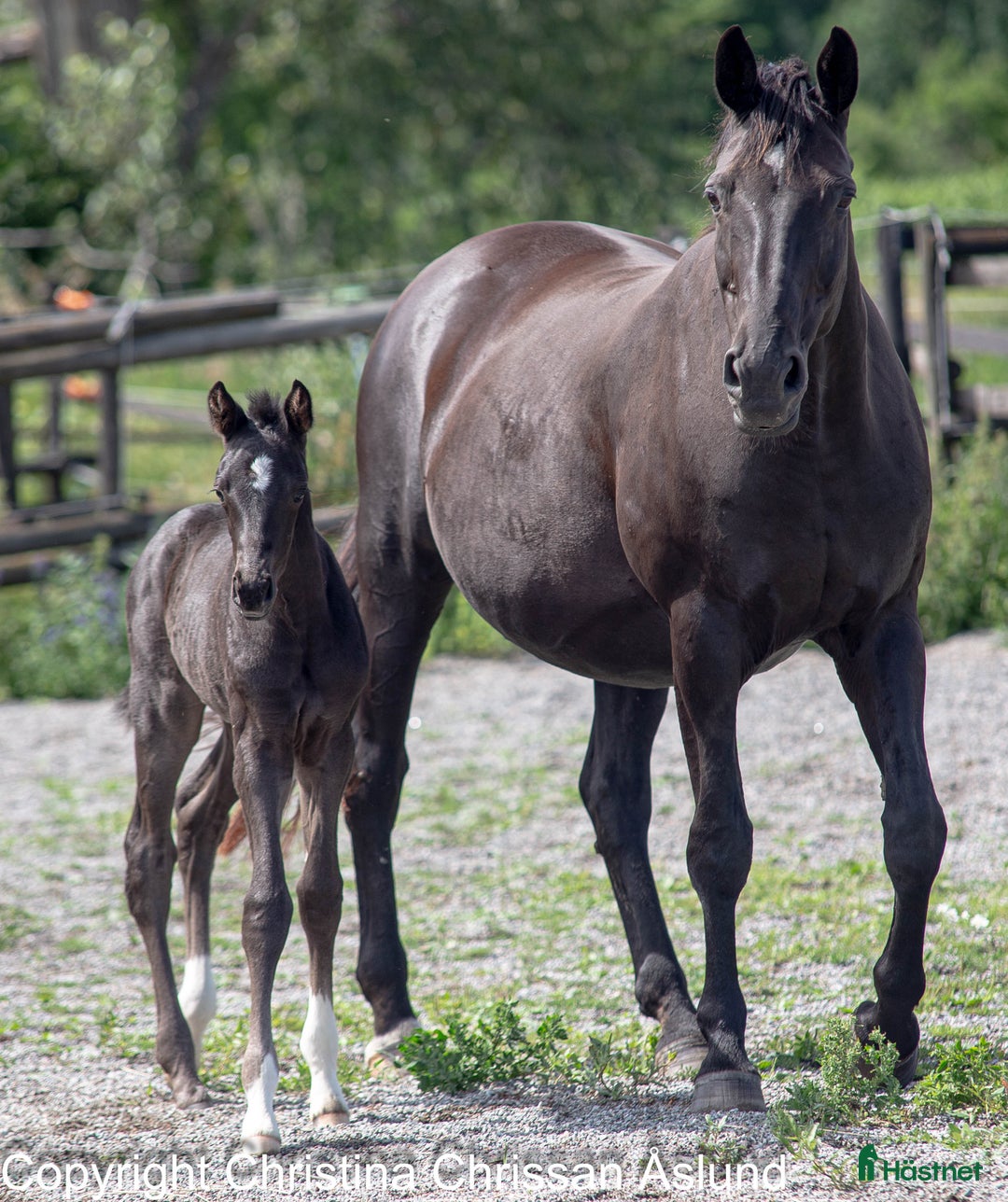 Dressyr hästar till salu: 2 hingstföl och ett stoföl dressyr i Norrtälje - Annons 7