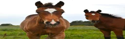 Hoppning hästar till salu: Feminint stoföl - Annons 3