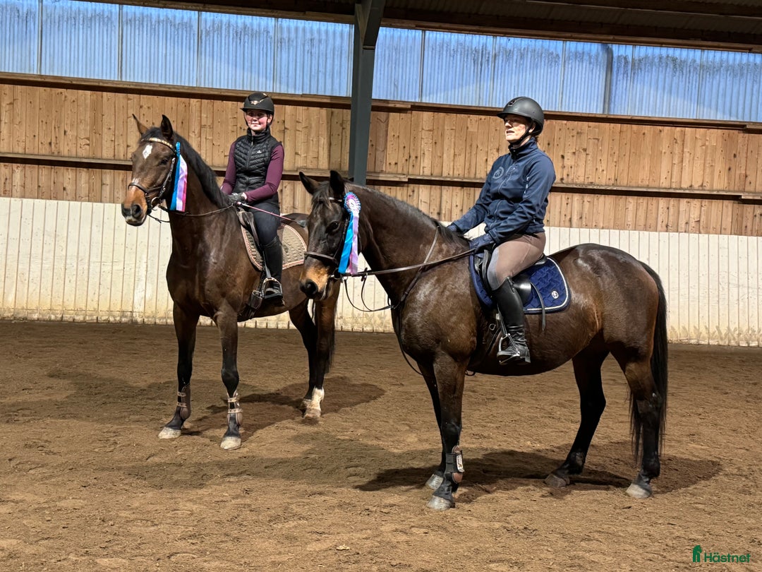  hästservice finnes: Ridläger sommaren 2026 på www.kyrkobacka.se i Lidköping - Annons 38