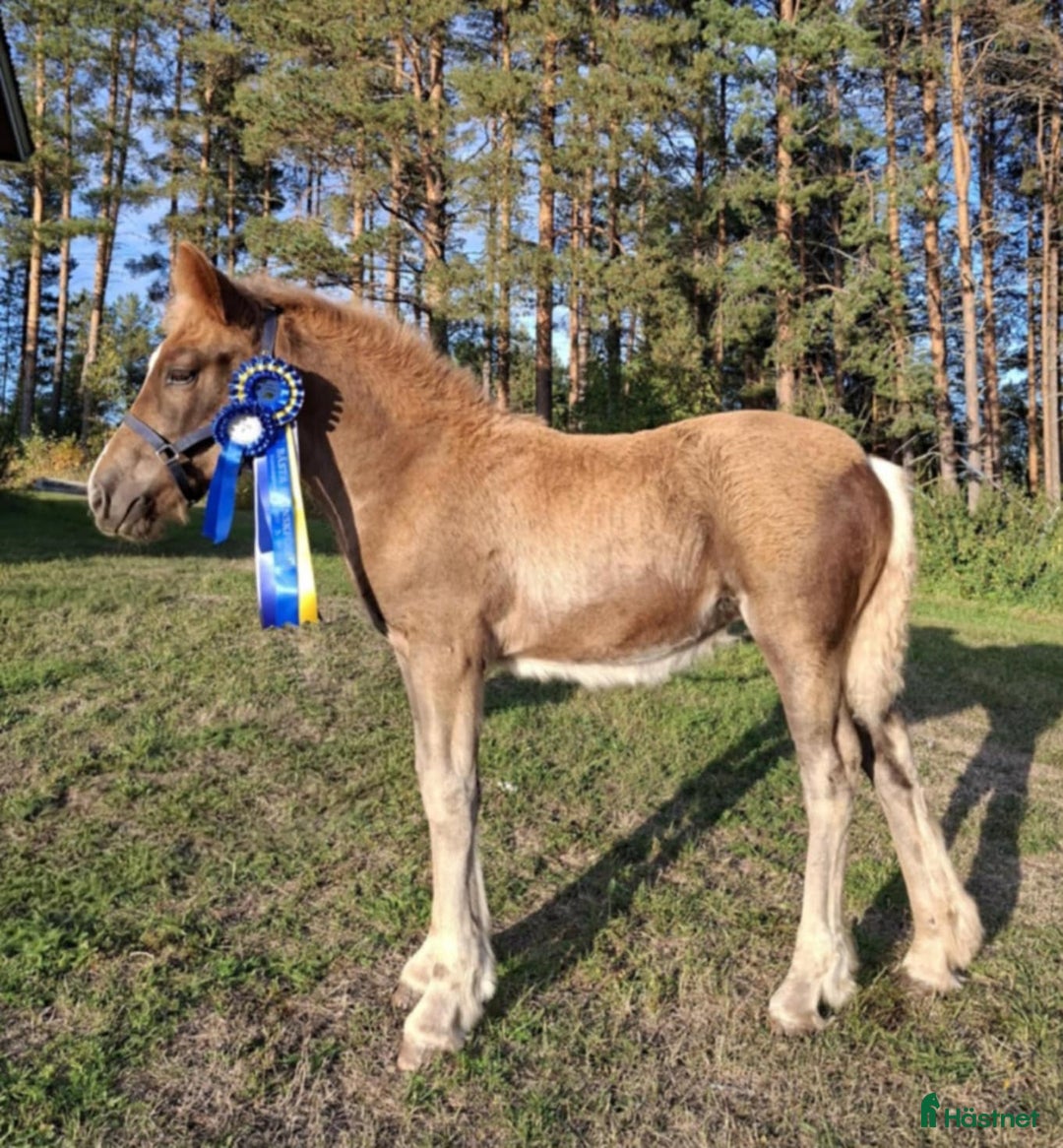 Allround hästar till salu: Nordsvensk Brukshäst Sto i Rosvik - Annons 1