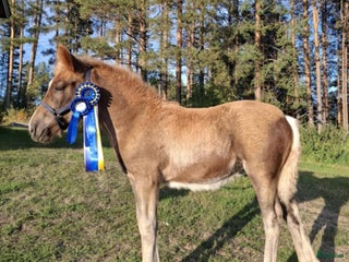 hästar Nordsvensk Brukshäst Sto i Rosvik - Annons 18