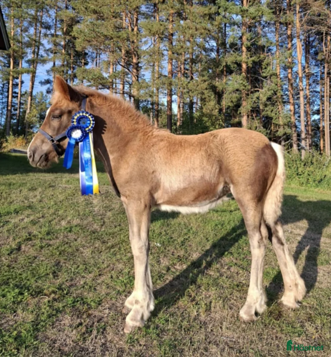 Allround hästar till salu: Nordsvensk Brukshäst Sto - Annons 3