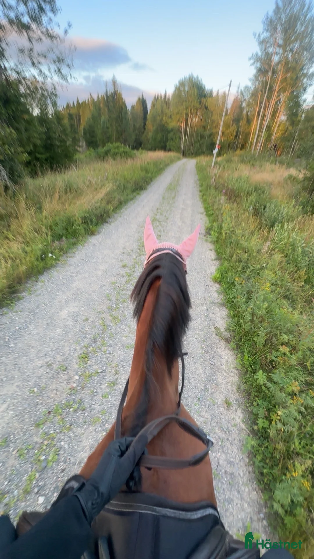 Allround hästar till salu: Världens finaste häst i Sundsvall - Annons 6