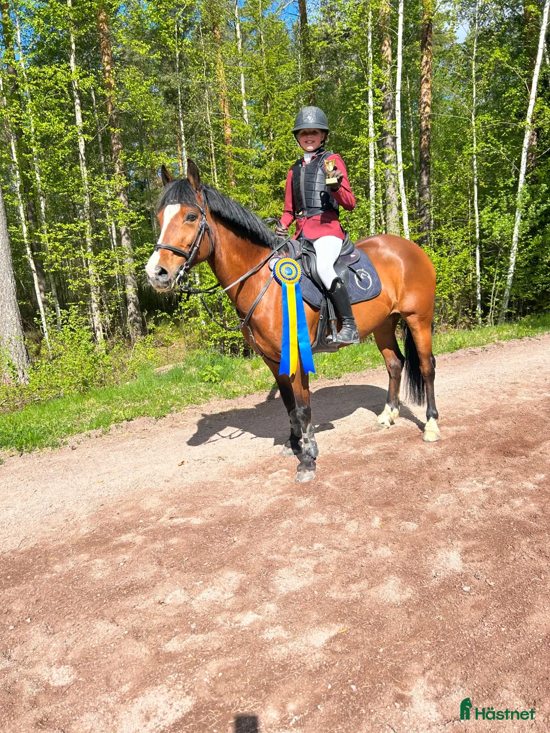 Allround hästar till salu: Läromästare söker sitt nästa hem  - Annons 5