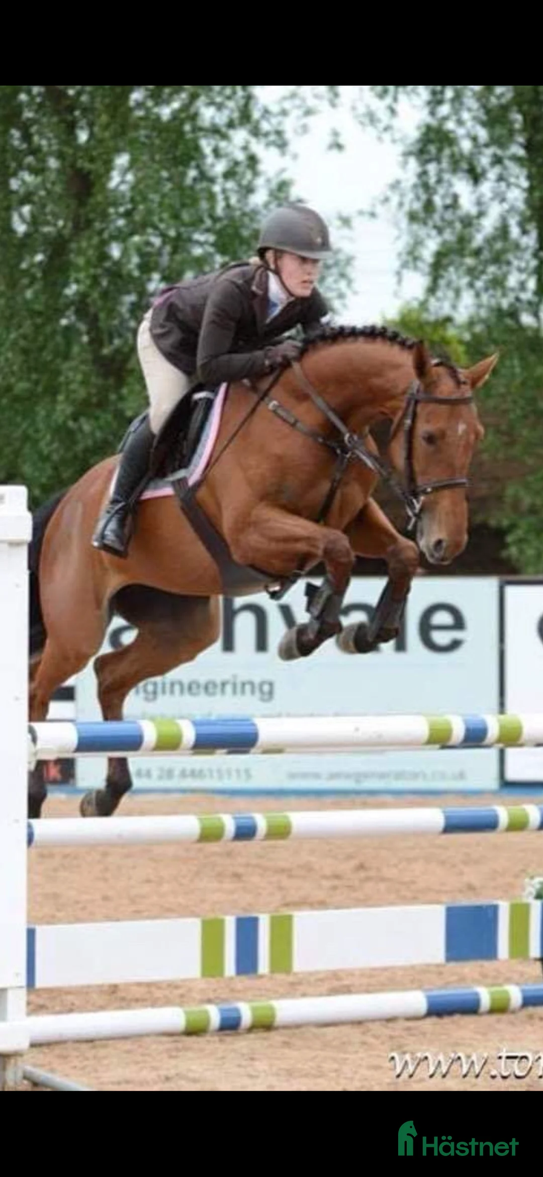 Allround hästar till salu: Ett riktigt fynd för den kräsne! i Tvååker - Annons 6