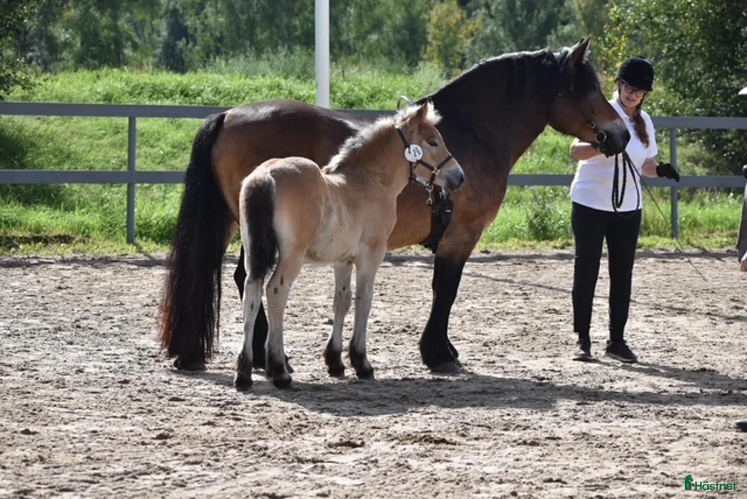 Allround hästar till salu: Indra 22-23-0062 - Annons 2