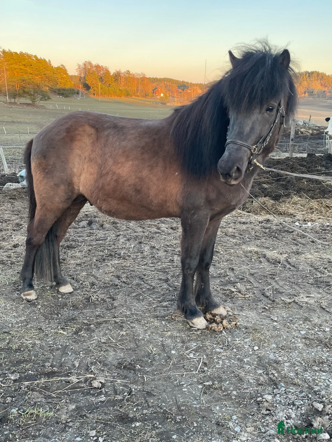 Island hästar till salu: Harmonisk hingst med glimten i ögat - Annons 3