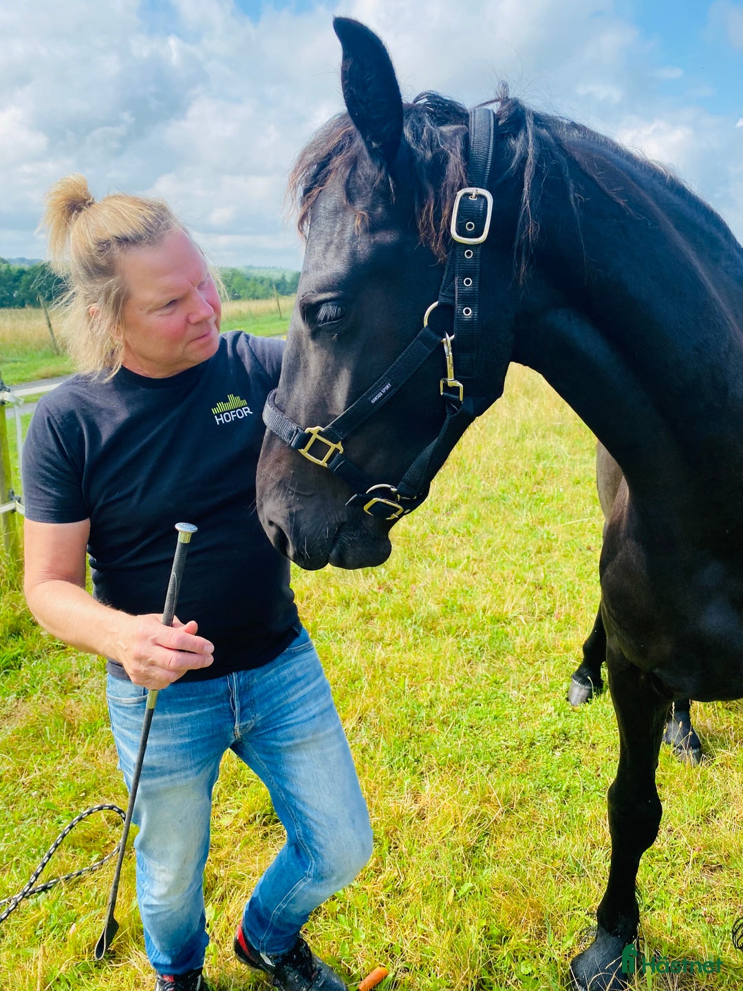 Dressyr hästar till salu: Frieser hingst KFPS i Löberöd - Bild 11