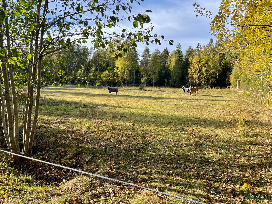  stallplats finnes: Lösdrift i Riala - Annons 1