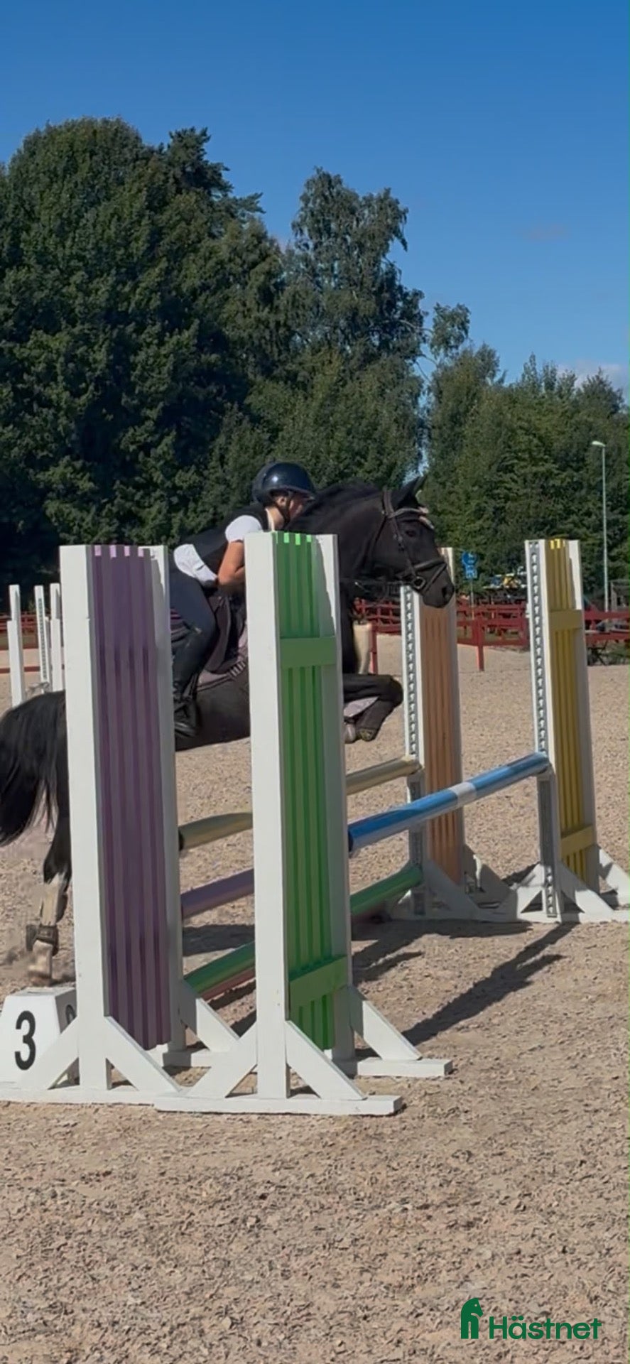  hästar Erfaren tävlingsponny – Welsh 129 cm, tävlad LA  - Annons 2