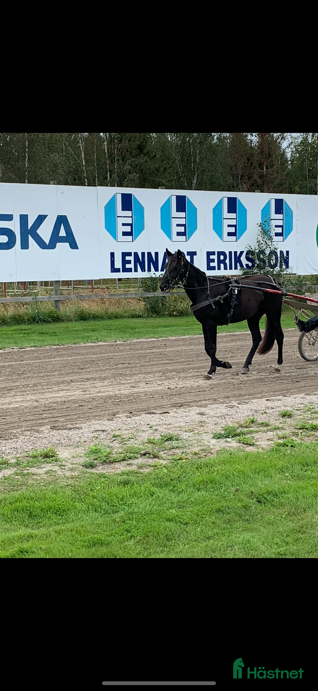Sällskap hästar till salu: Sällskaps hästar säljes (mor och dotter) i Näsåker - Annons 8