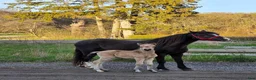 Dressyr hästar till salu: Sött welsh partbred sto. - Annons 3
