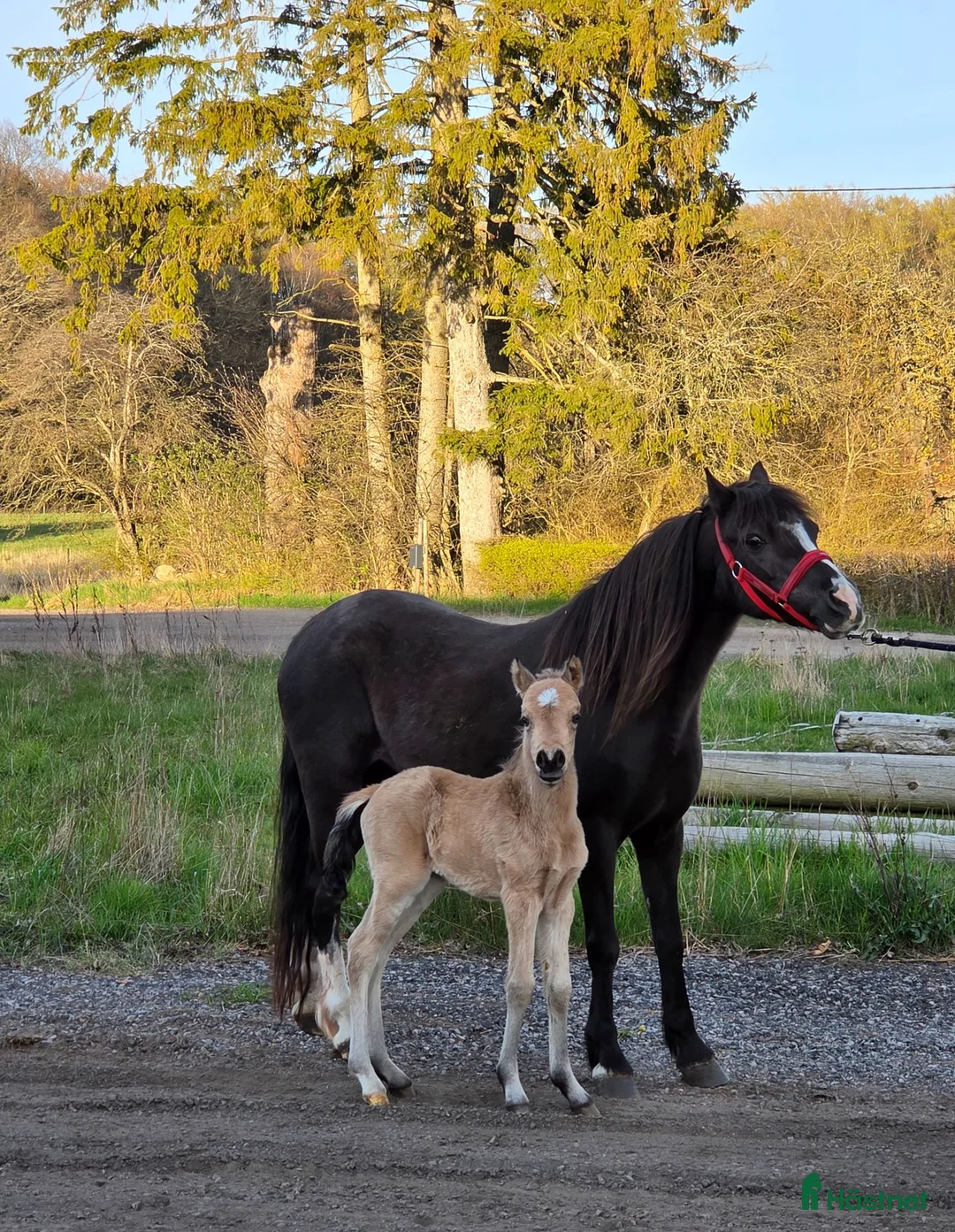 Dressyr hästar till salu: Sött welsh partbred sto. - Annons 3