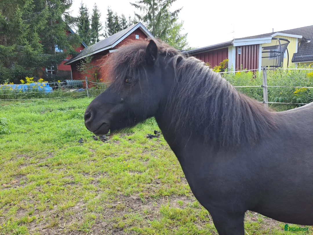 Allround hästar till salu: Snäll, välkörd och riden Shetlandsponny i Forshaga - Annons 4