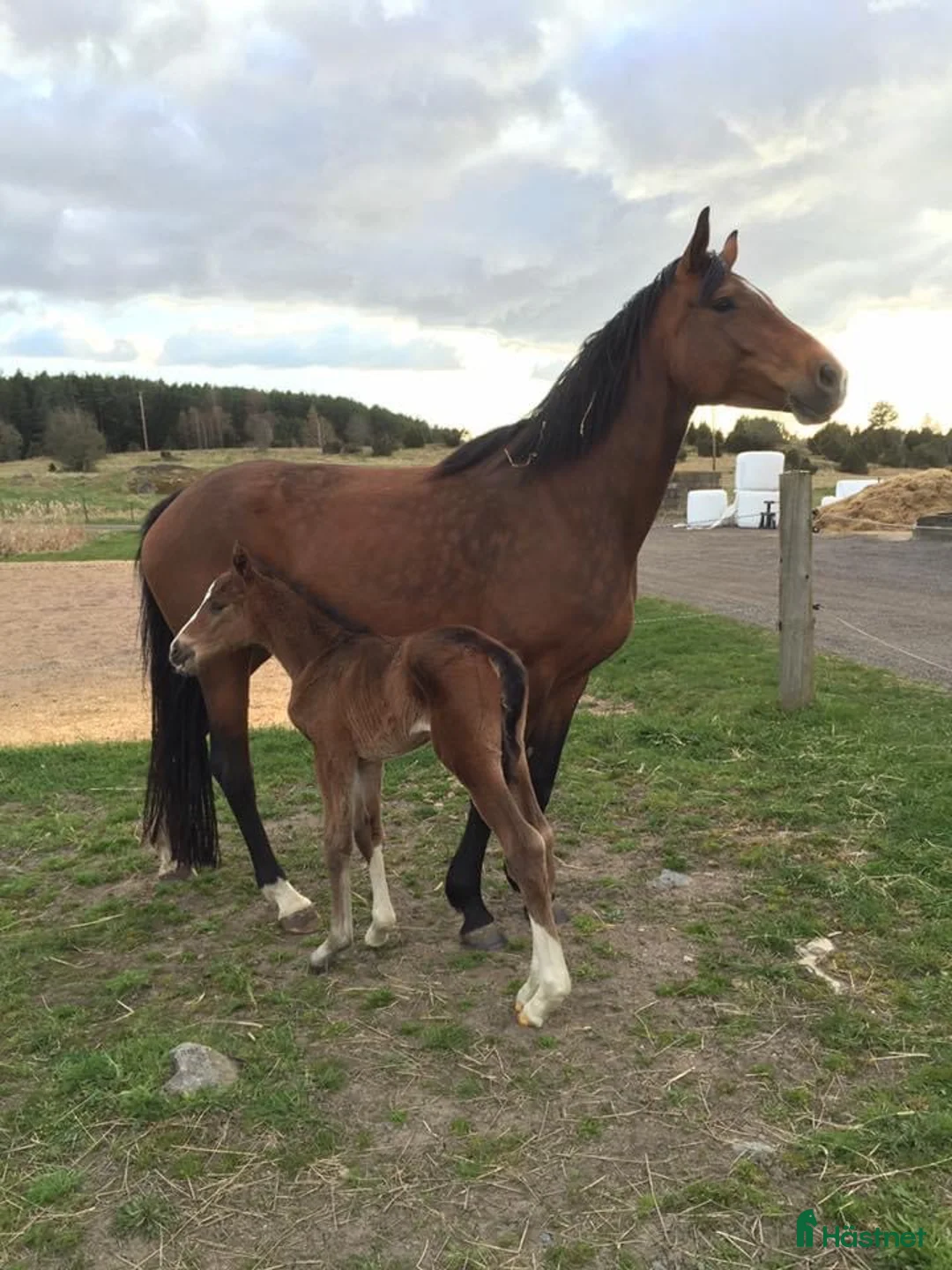 Allround hästar till salu: Vienna i Norrköping - Annons 7