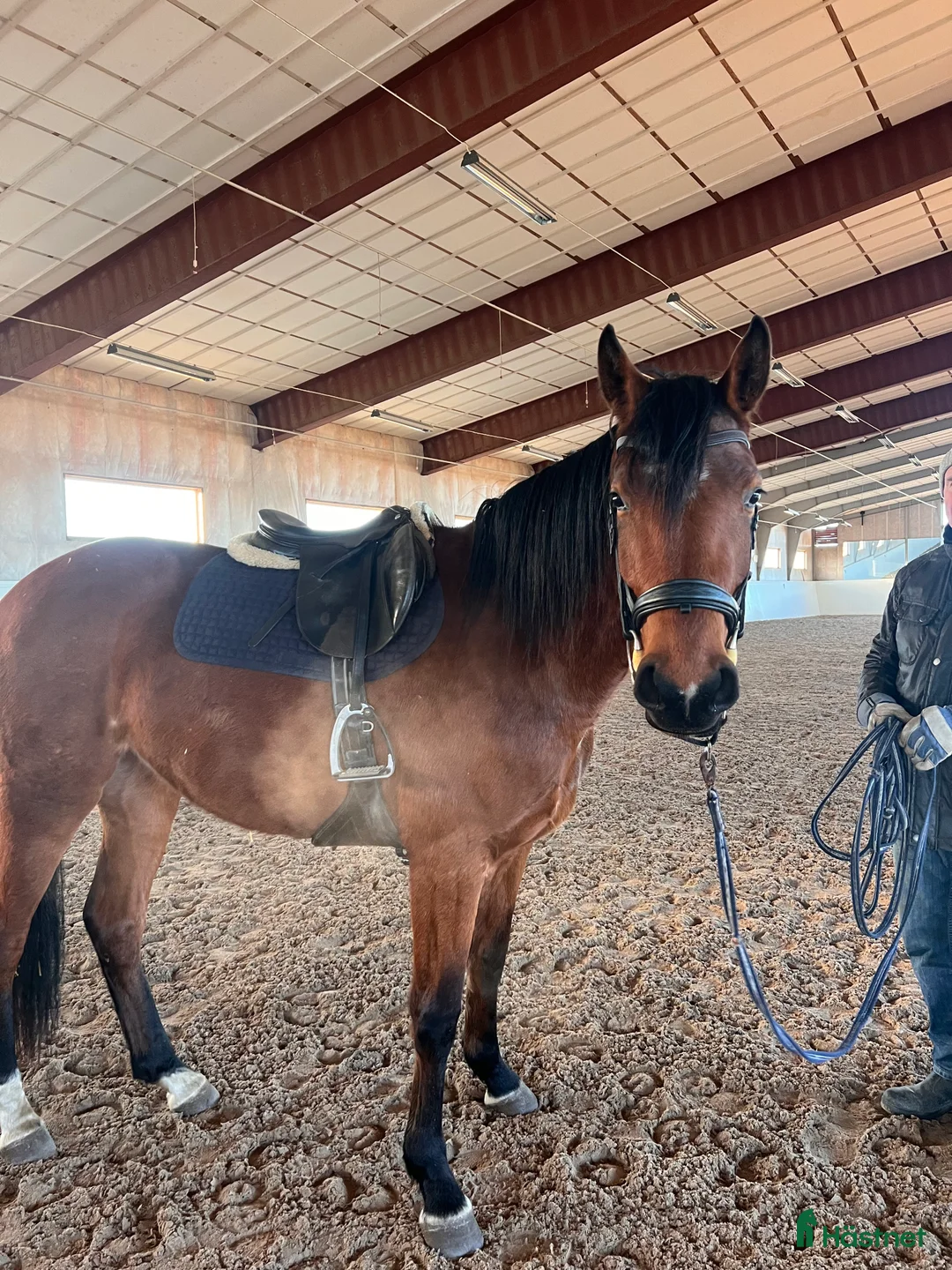 Hoppning hästar till salu: Framtidslöfte till förmånligt pris  i Varberg - Annons 1