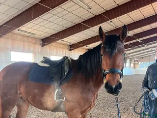 hästar Framtidslöfte till förmånligt pris i Varberg - Annons 17