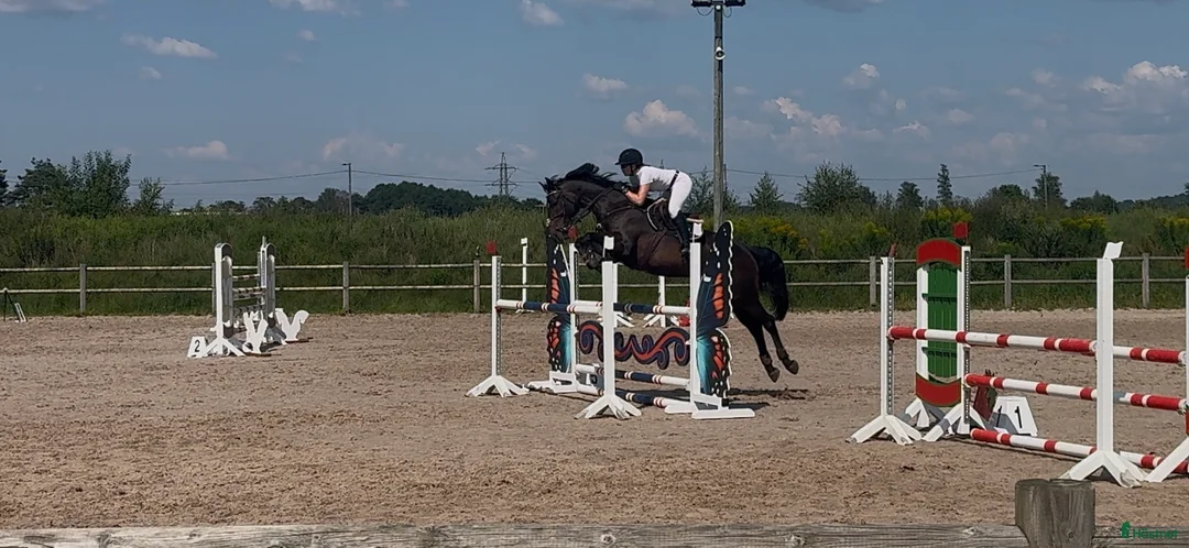 Hoppning hästar till salu: Fantastisk hoppe med mye ubrukt potensiale  i Gjerdrum - Annons 6