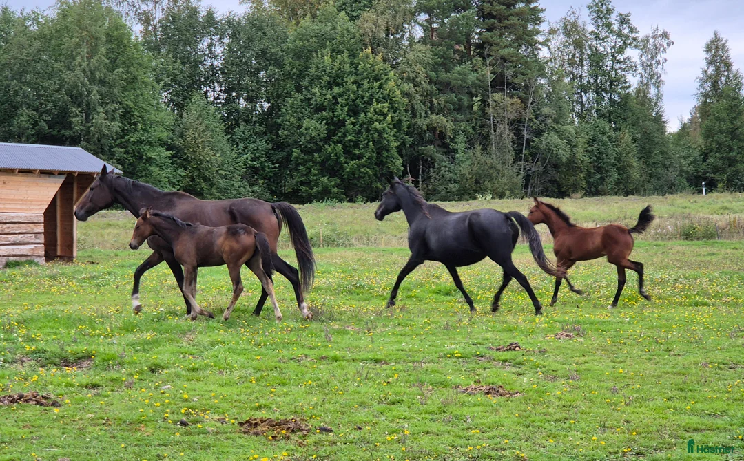 Trav hästar till salu: Årsföl  - Annons 9