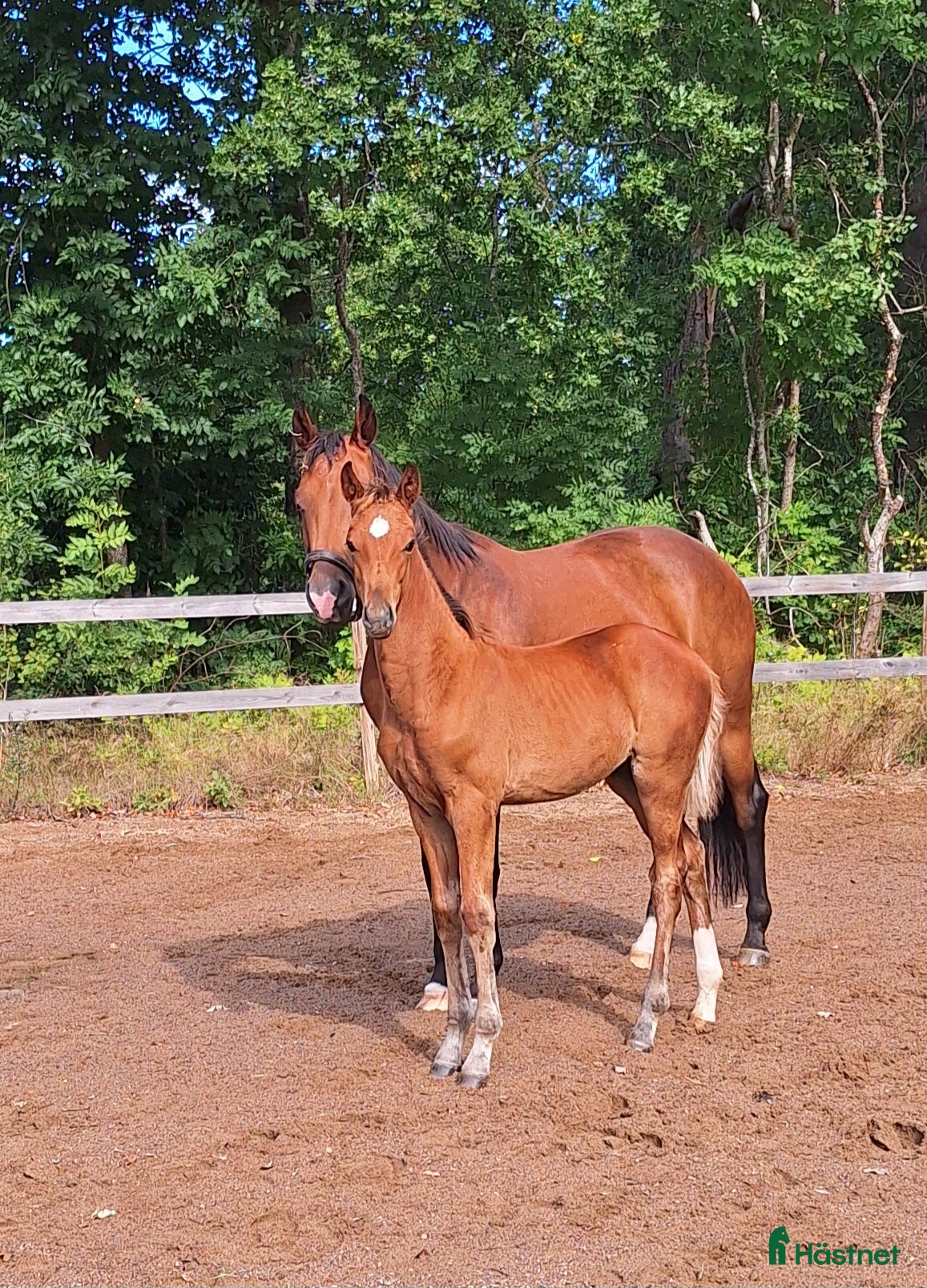  hästar Din nästa tränings/tävlings kompis i Svärtinge - Annons 10