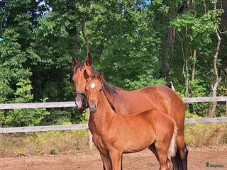 hästar Din nästa tränings/tävlings kompis i Svärtinge - Annons 10
