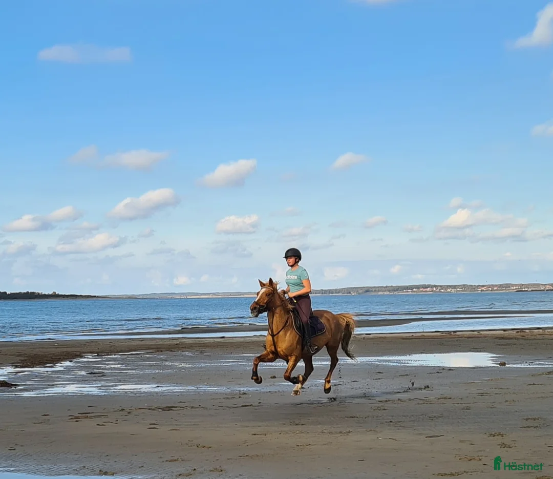Allround hästar till salu: Fin och pålitlig allroundponny – läromästare i Kungälv - Annons 1