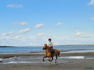 hästar Fin och pålitlig allroundponny – läromästare - Annons 1