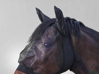 Övrig Hästutrustning hästutrustning till salu: Flughuva i Lidköping - Annons 3