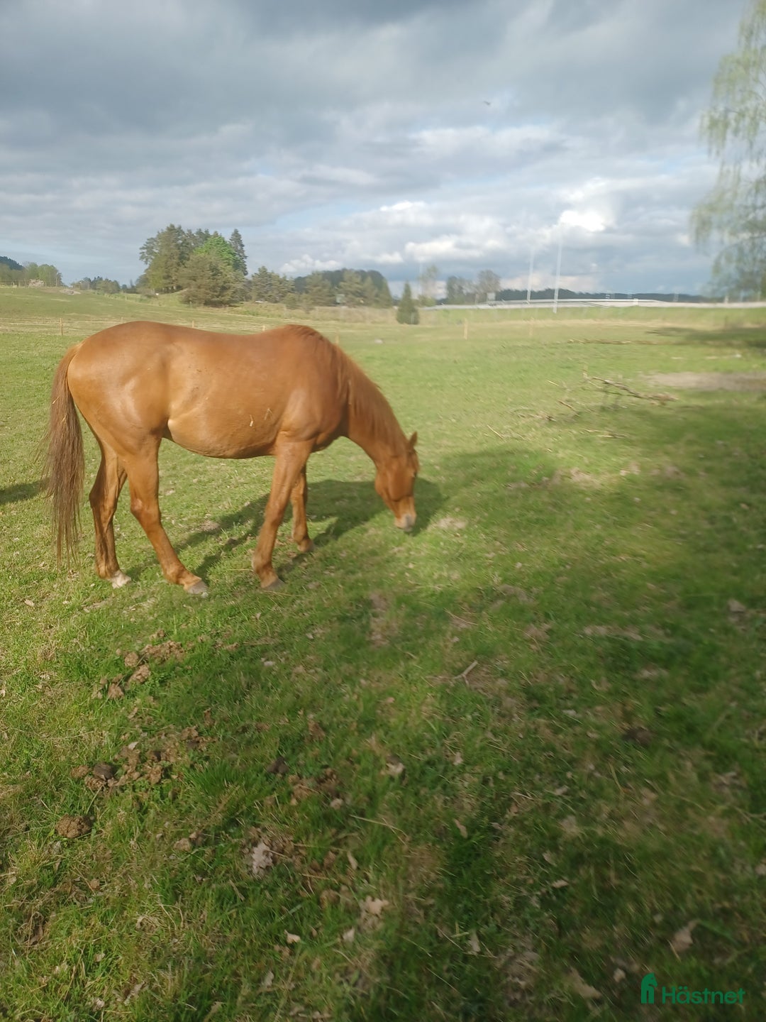 Allround hästar till salu: Ridhäst i Trollhättan - Annons 4