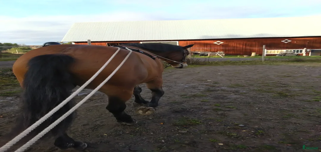 Galleribild {{count}}