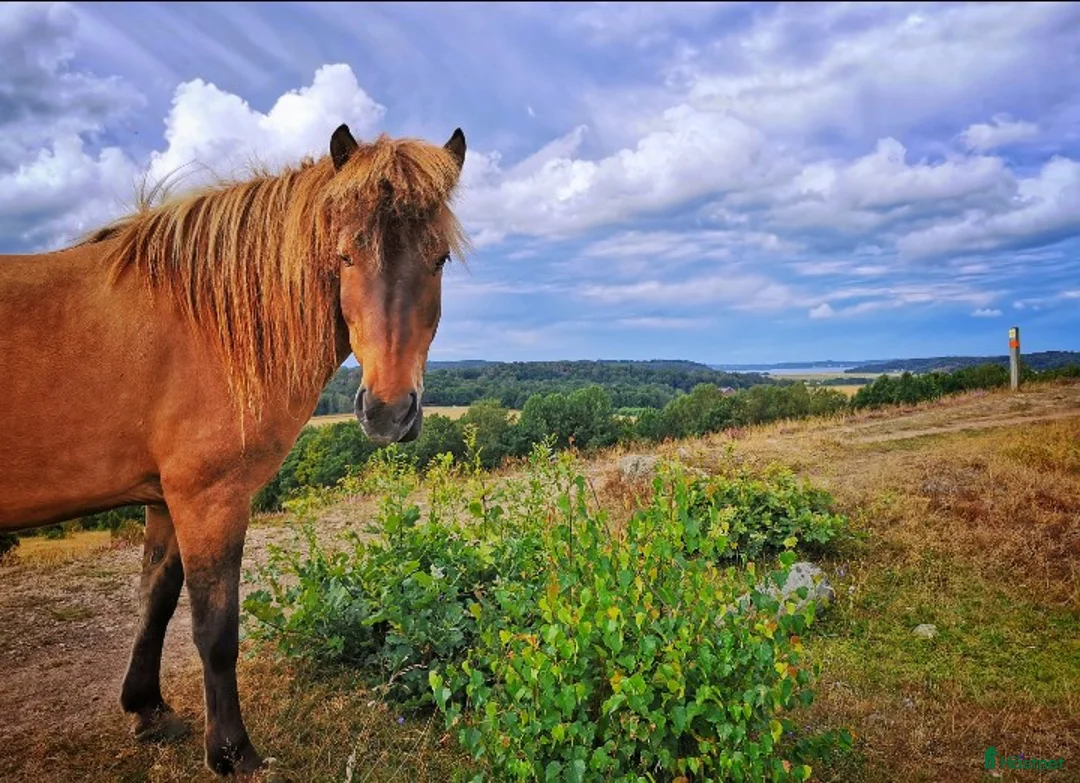  stallplats finnes: Sommarbete för Islandshästar  - Annons 2