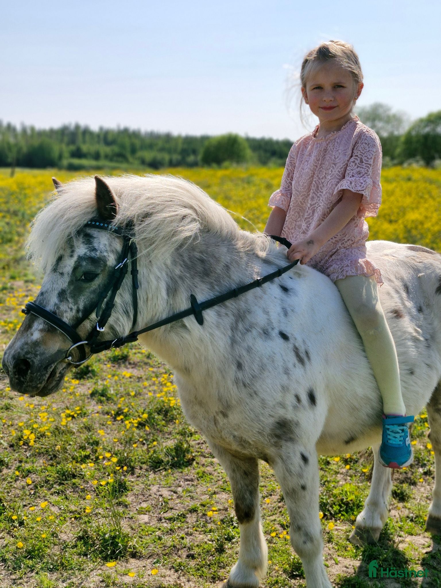  hästar *Reserverad* Världens gladaste ponny - Annons 2