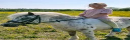 Allround hästar till salu: *Reserverad* Världens gladaste ponny - Annons 2