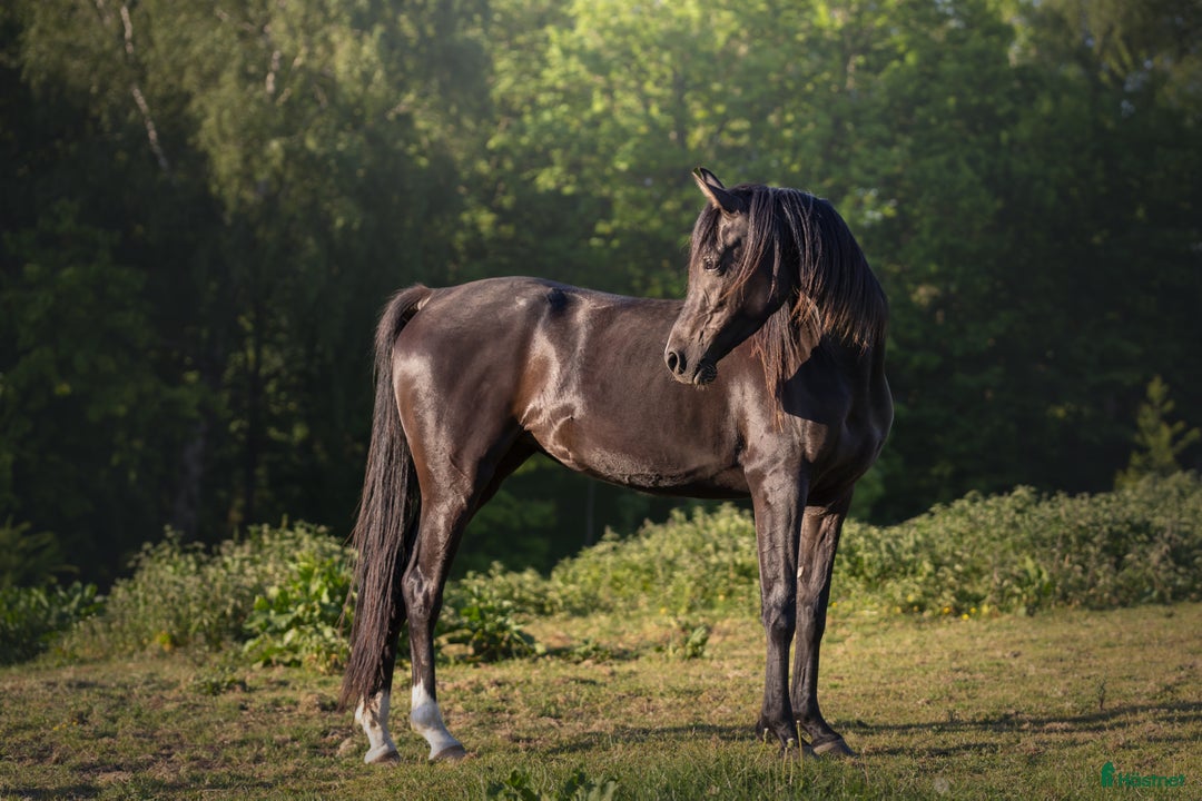 Avelshästar hästar till salu: Drömmen om en Svart Arabisk Häst i Hobro - Annons 1