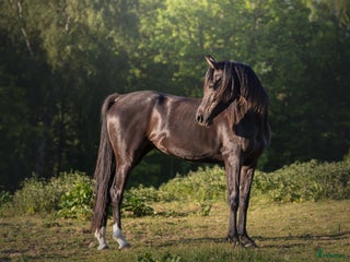 Avelshästar hästar till salu i Hobro - Annons 1