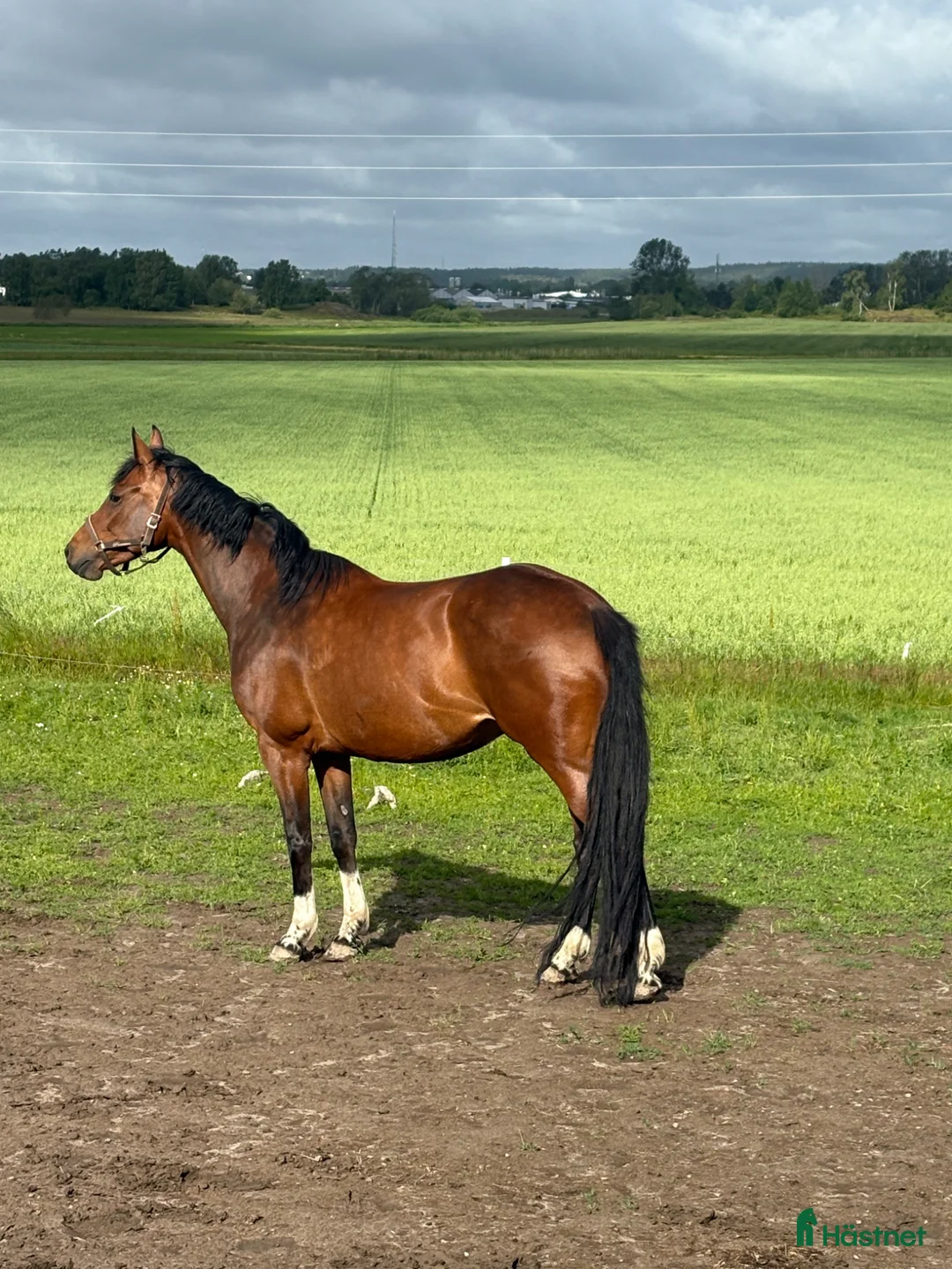 Avelshästar hästar till salu: Swb sto 10 år med Casall, Cardento och fullblod!  - Annons 8