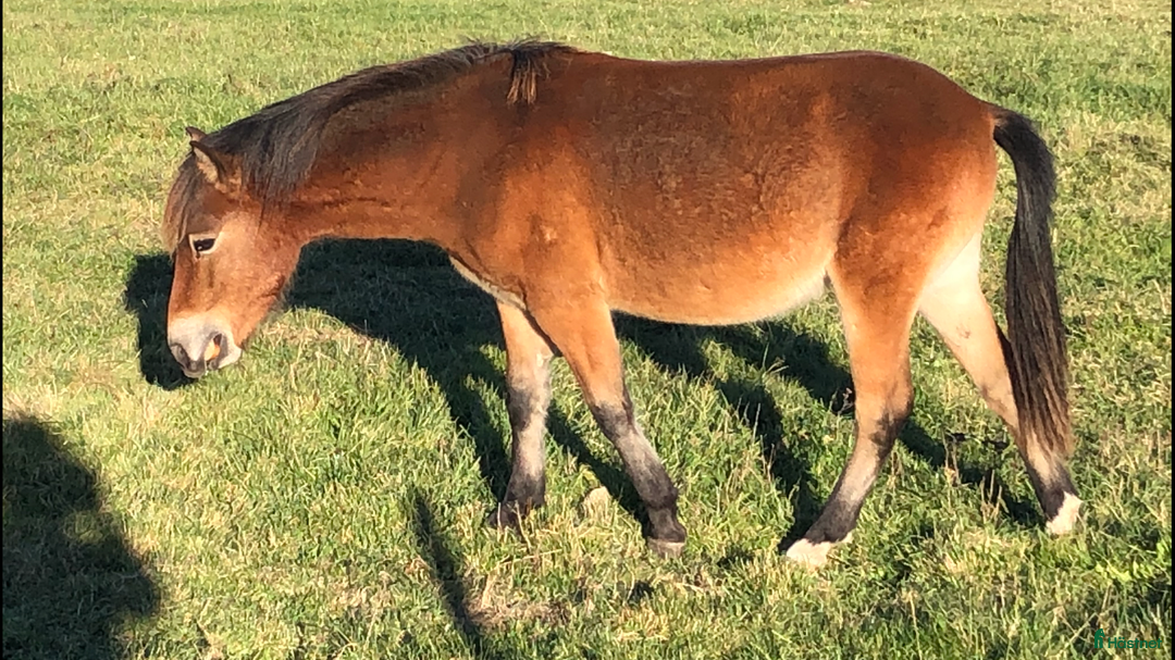 Allround hästar till salu: Gotlandsruss i Tingsryd - Annons 2