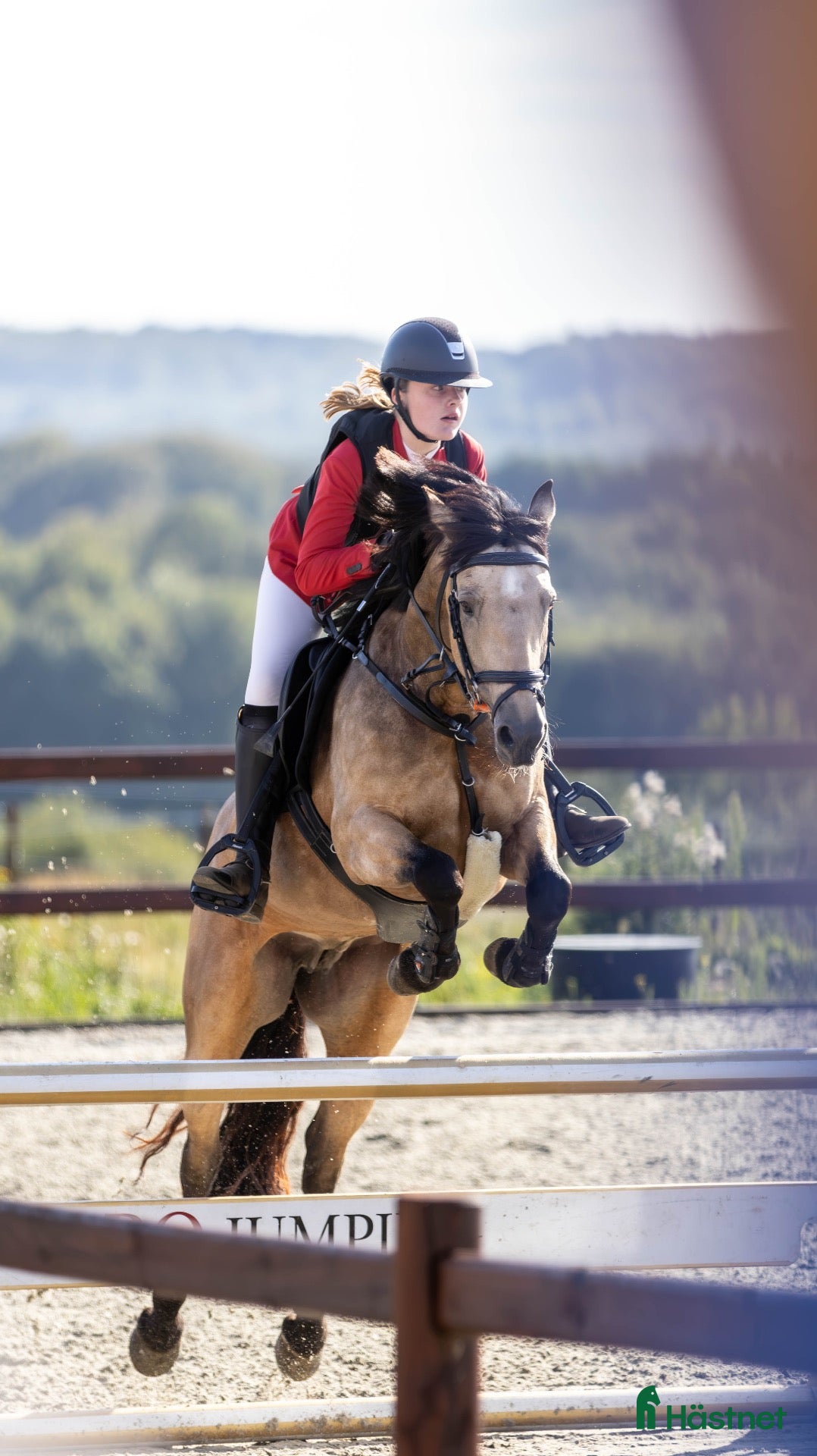  hästar D pony til salg - Annons 15