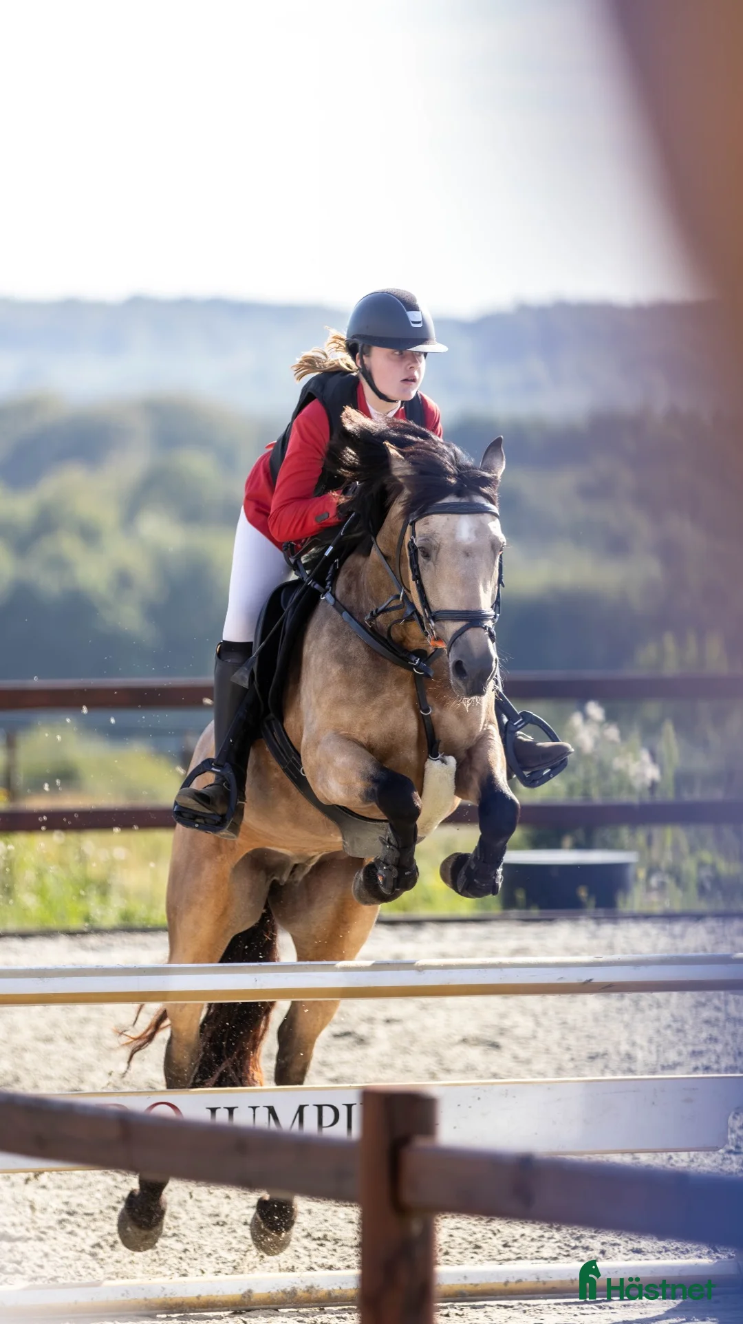 Hoppning hästar till salu: D pony til salg - Annons 1