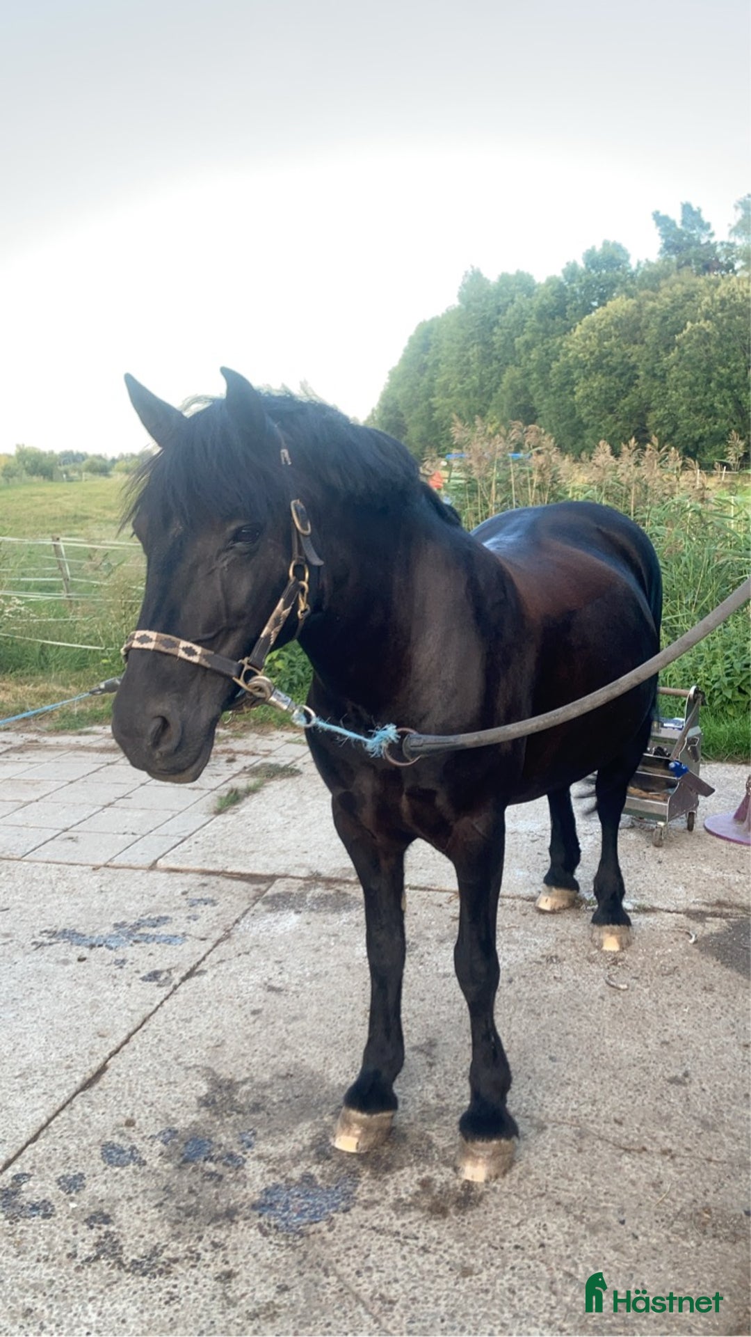 Fälttävlan hästar till salu: Läromästare i Stenhamra - Annons 4