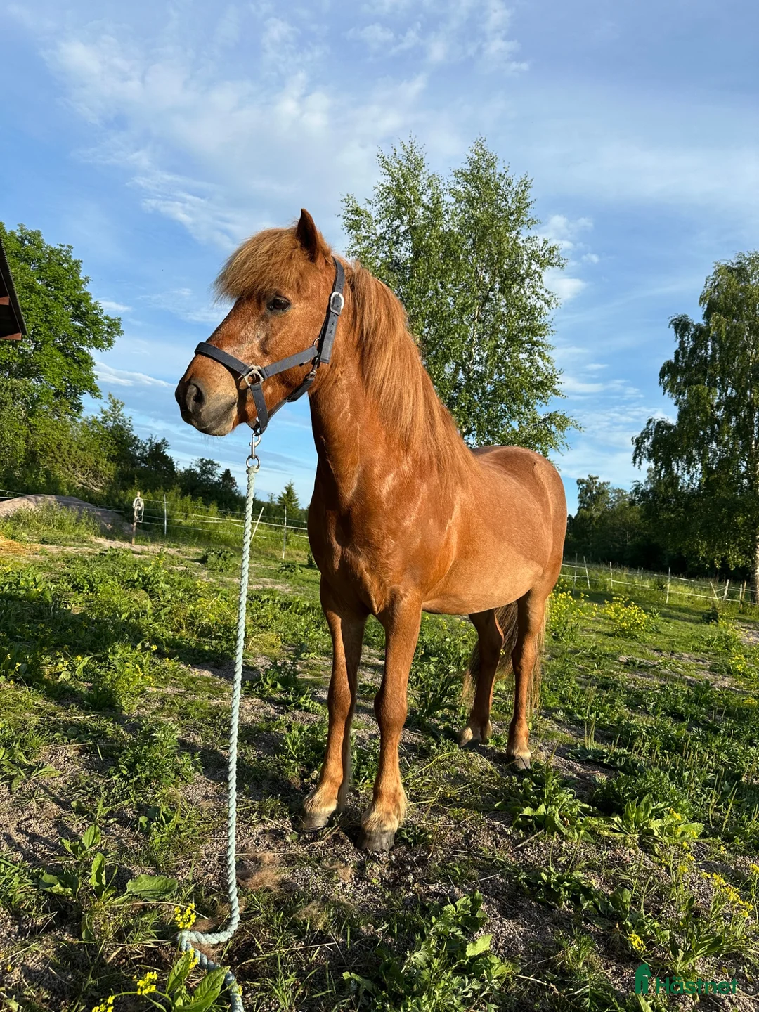 Island hästar till salu: Välutbildad valack med driv i Länna - Annons 2