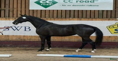  hästar i Helsingborg - Annons 9