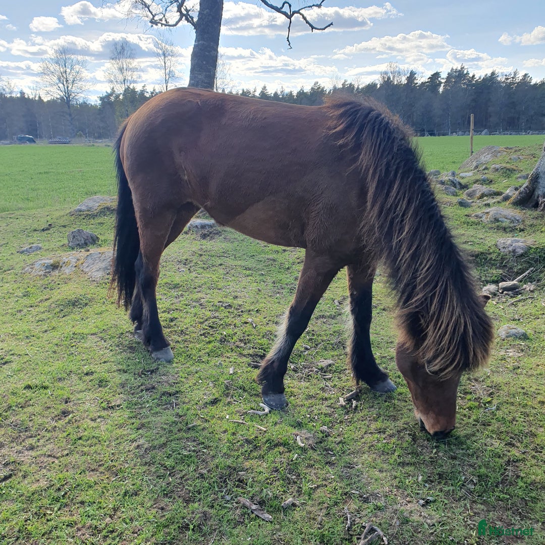 Island hästar till salu: Djörfung från Norrskogen  i Rörvik - Annons 3