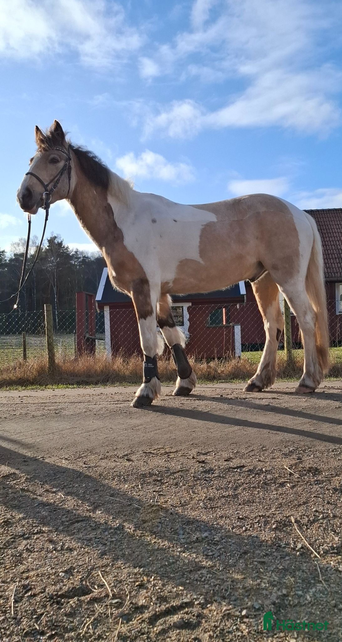  hästar Fin allroundponny ev lättare projekt - Annons 2