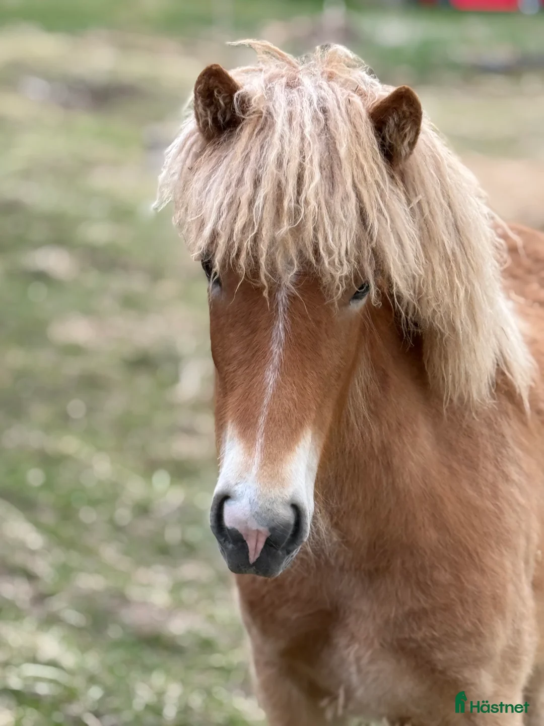 Island hästar till salu: Bedårande söt och lovande sto i Ljusdal - Annons 3